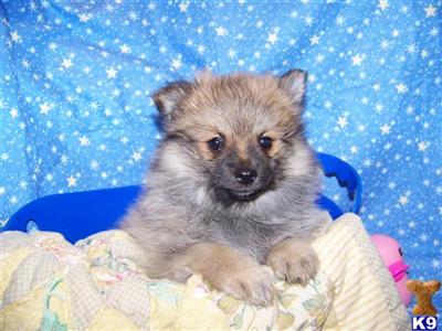 Pomeranian Puppies in FL